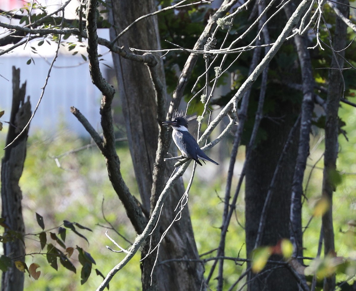Belted Kingfisher - ML70886761