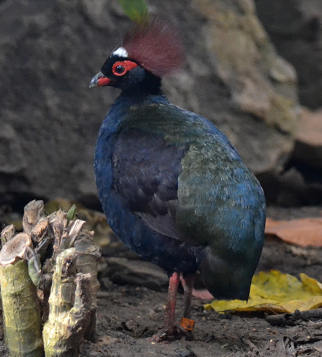 Crested Partridge - A Emmerson