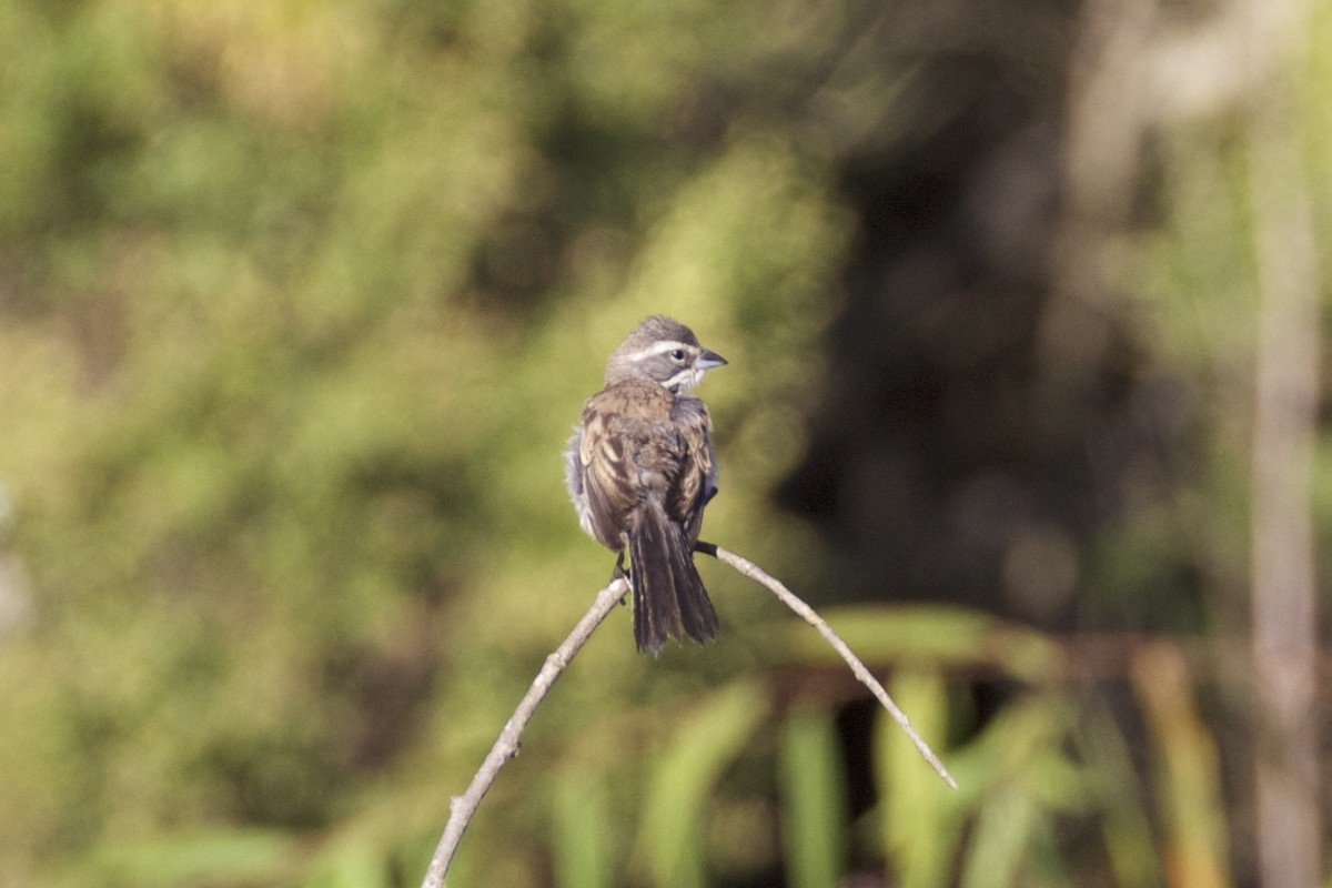 Black-throated Sparrow - Nicole Desnoyers