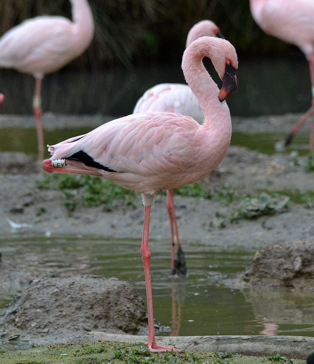 Lesser Flamingo - A Emmerson