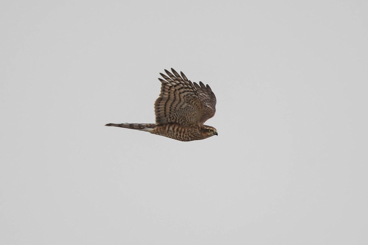 Eurasian Sparrowhawk - Hama King