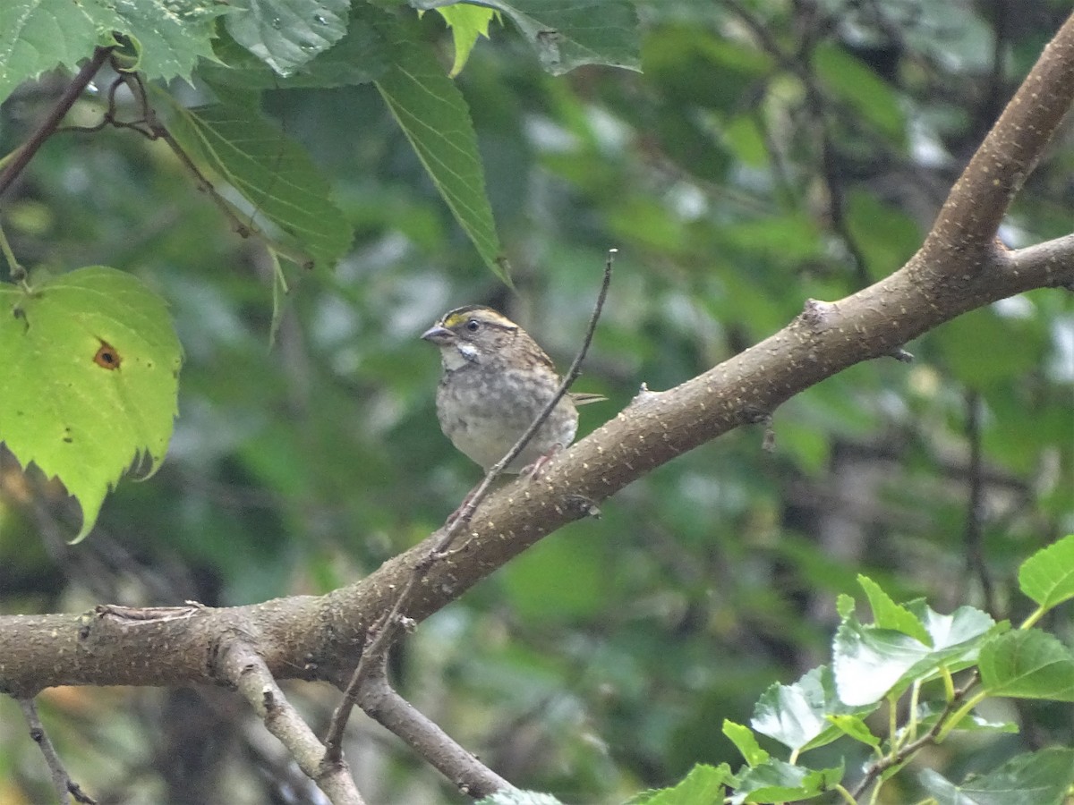 White-throated Sparrow - ML70888971