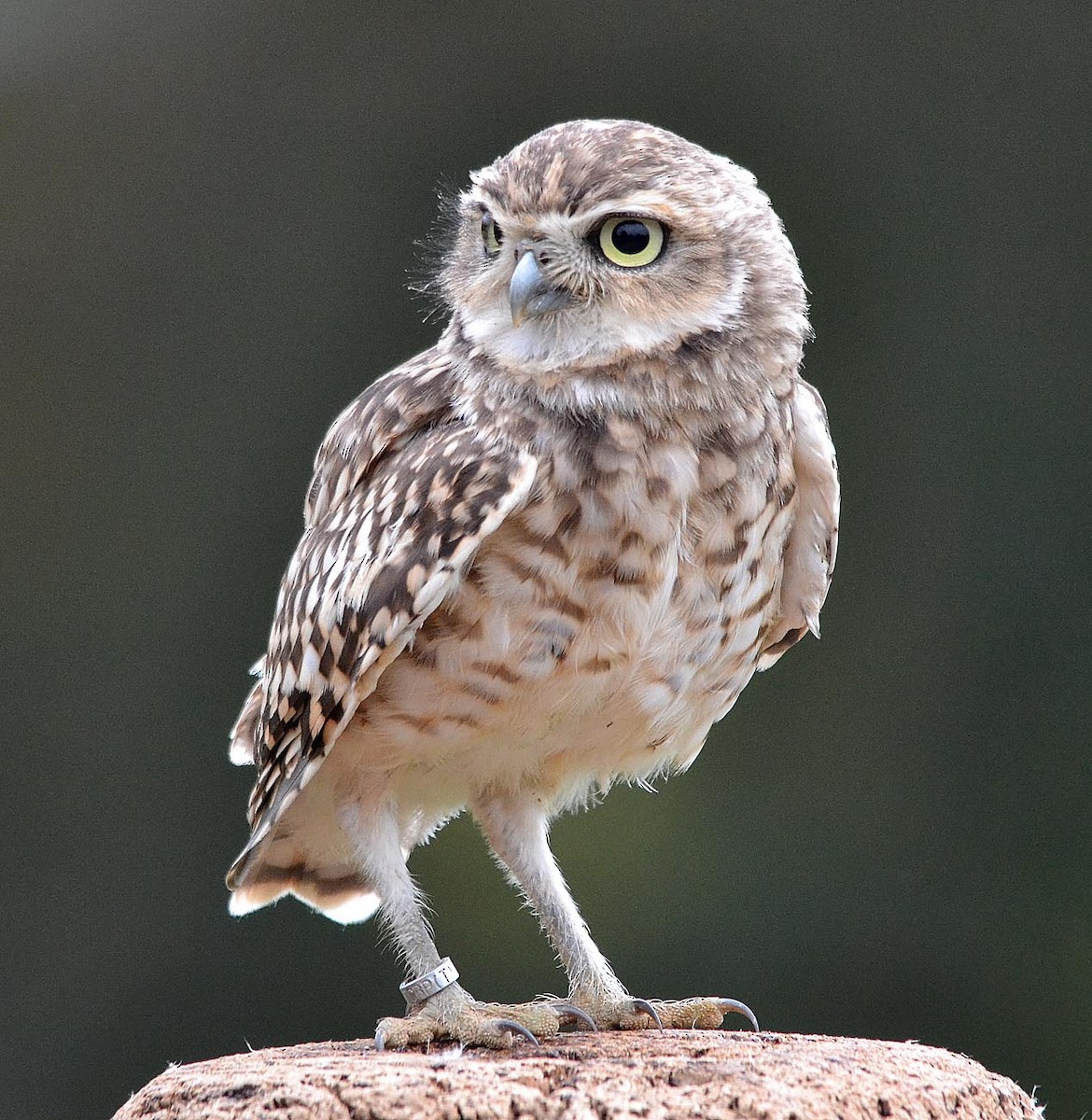 Burrowing Owl - A Emmerson