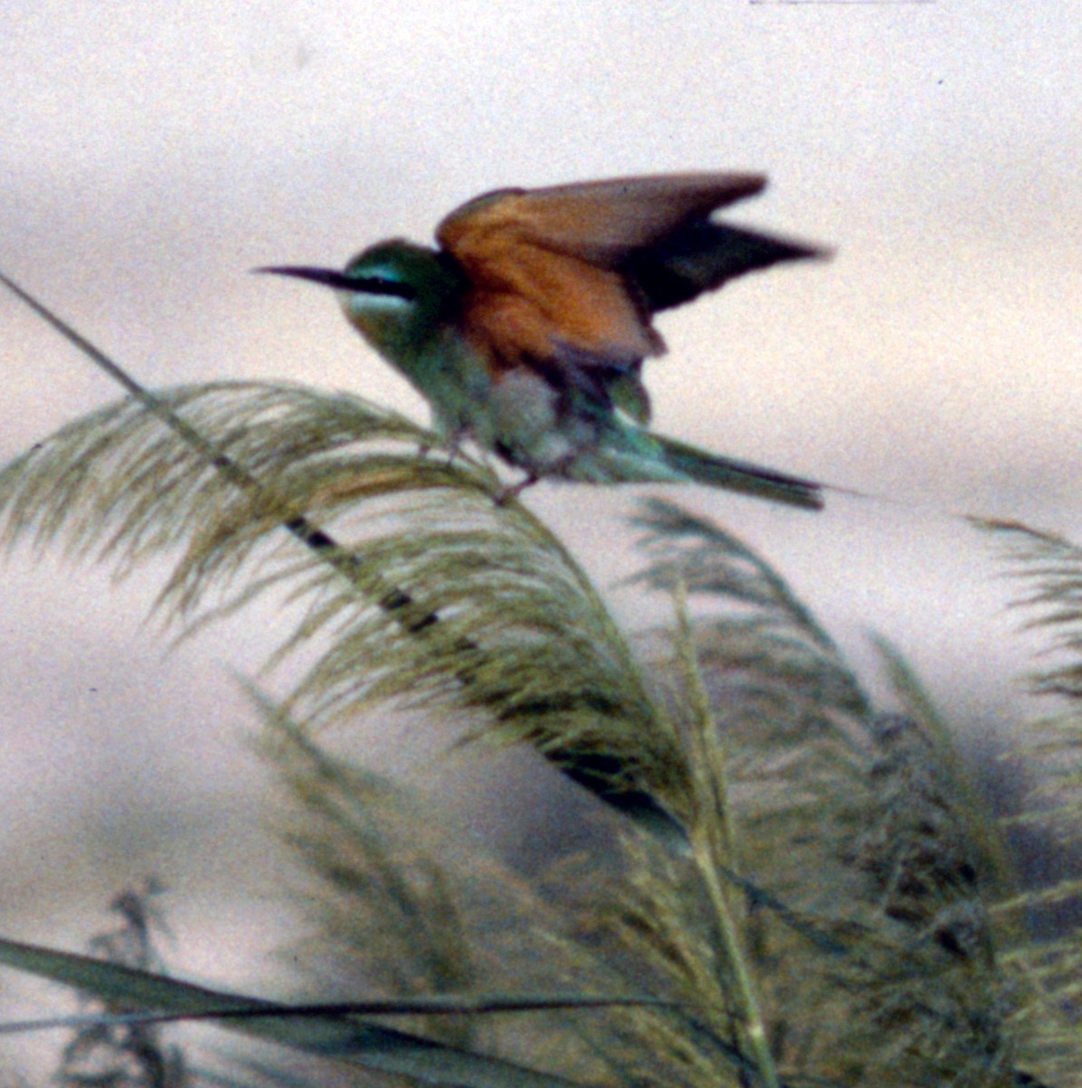 Blue-cheeked Bee-eater - ML70891741