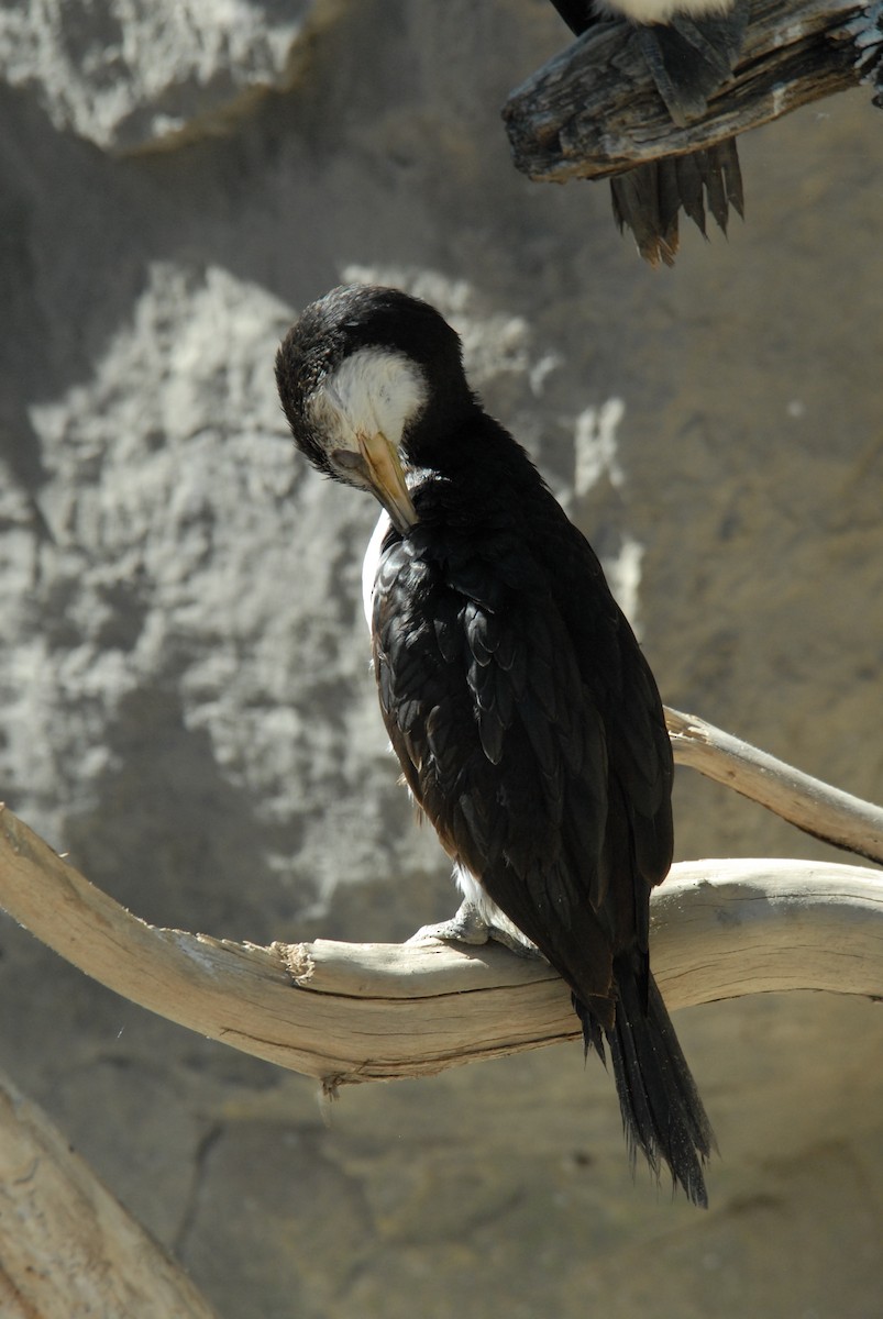 Little Pied Cormorant - marvin hyett