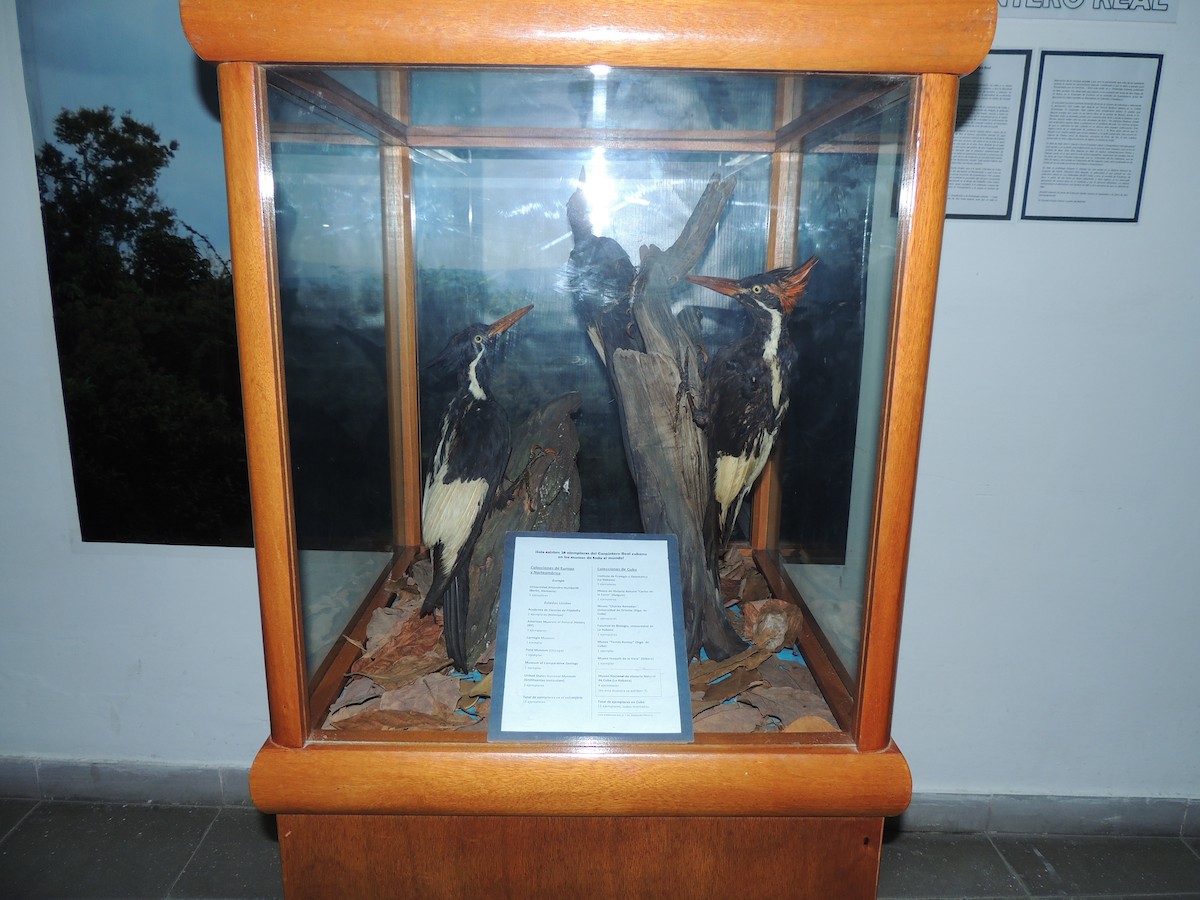 Ivory-billed Woodpecker (Cuban) - Eduardo Tejeda