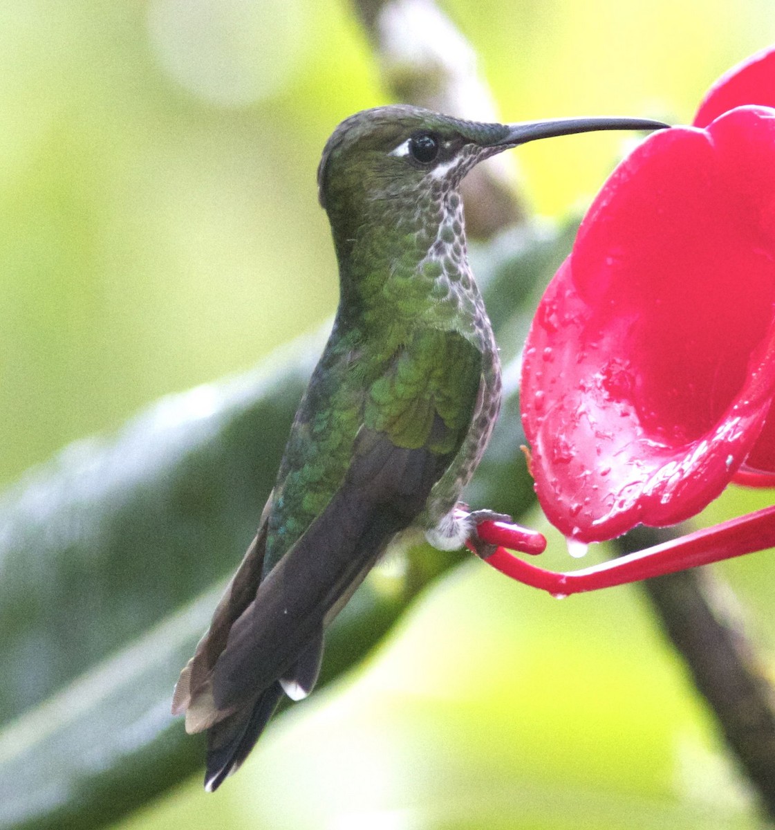 Many-spotted Hummingbird - Ken Havard