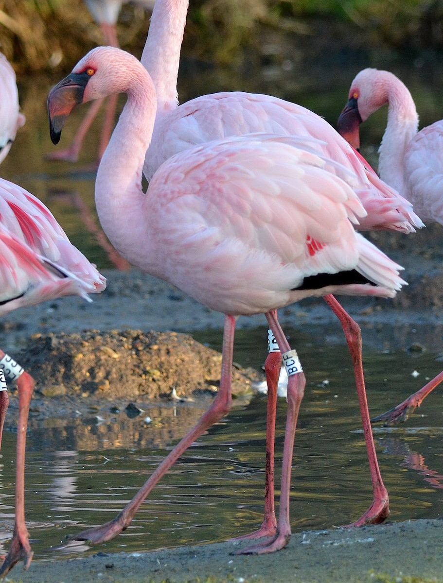 Lesser Flamingo - A Emmerson