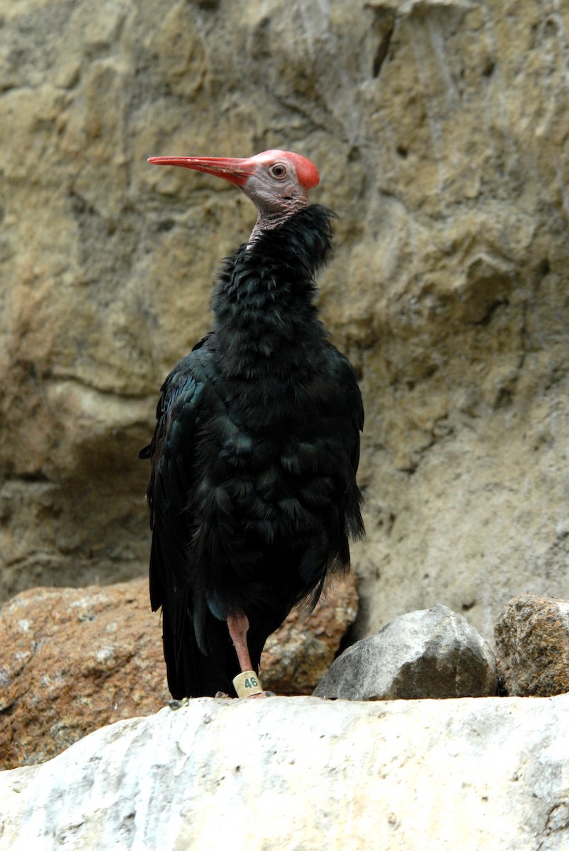 Southern Bald Ibis - marvin hyett