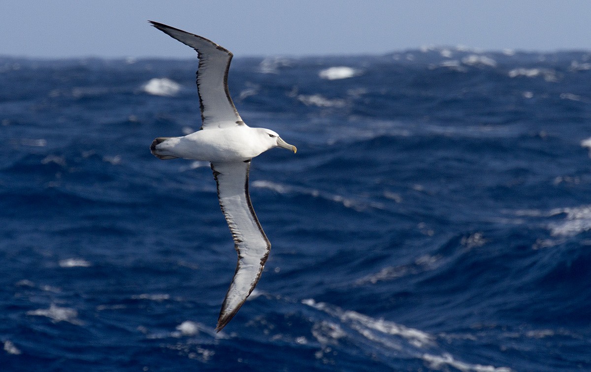 White-capped Albatross (steadi) - Leslie George