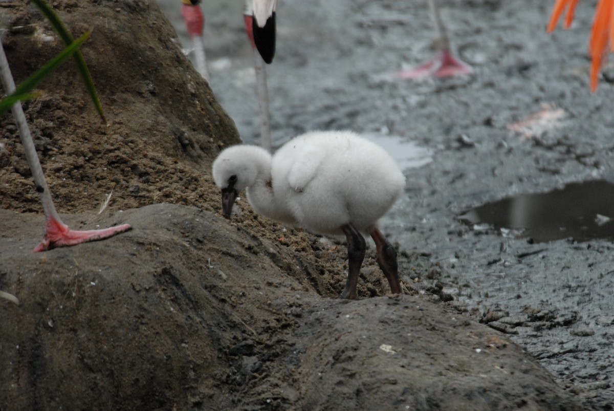 Chilean Flamingo - marvin hyett