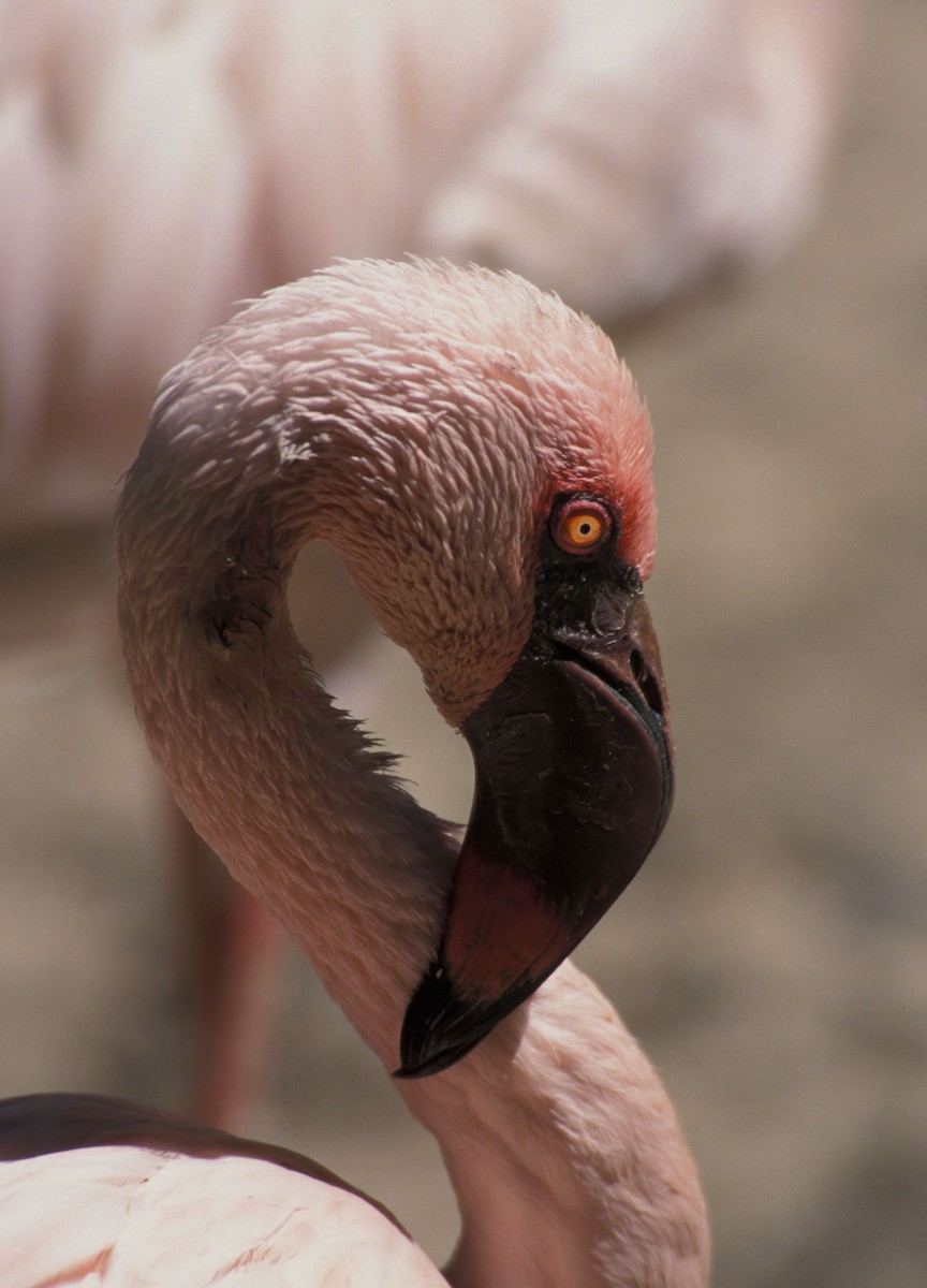 Lesser Flamingo - marvin hyett