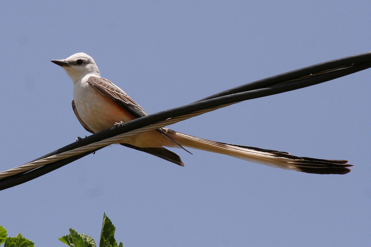 Scissor-tailed Flycatcher - Jonathan Plissner