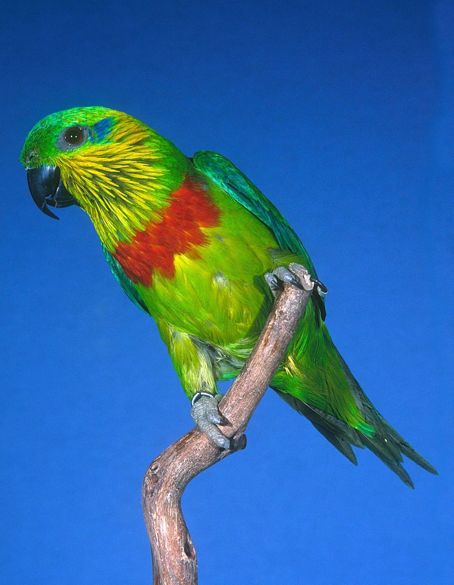 Salvadori's Fig-Parrot - Peter Odekerken