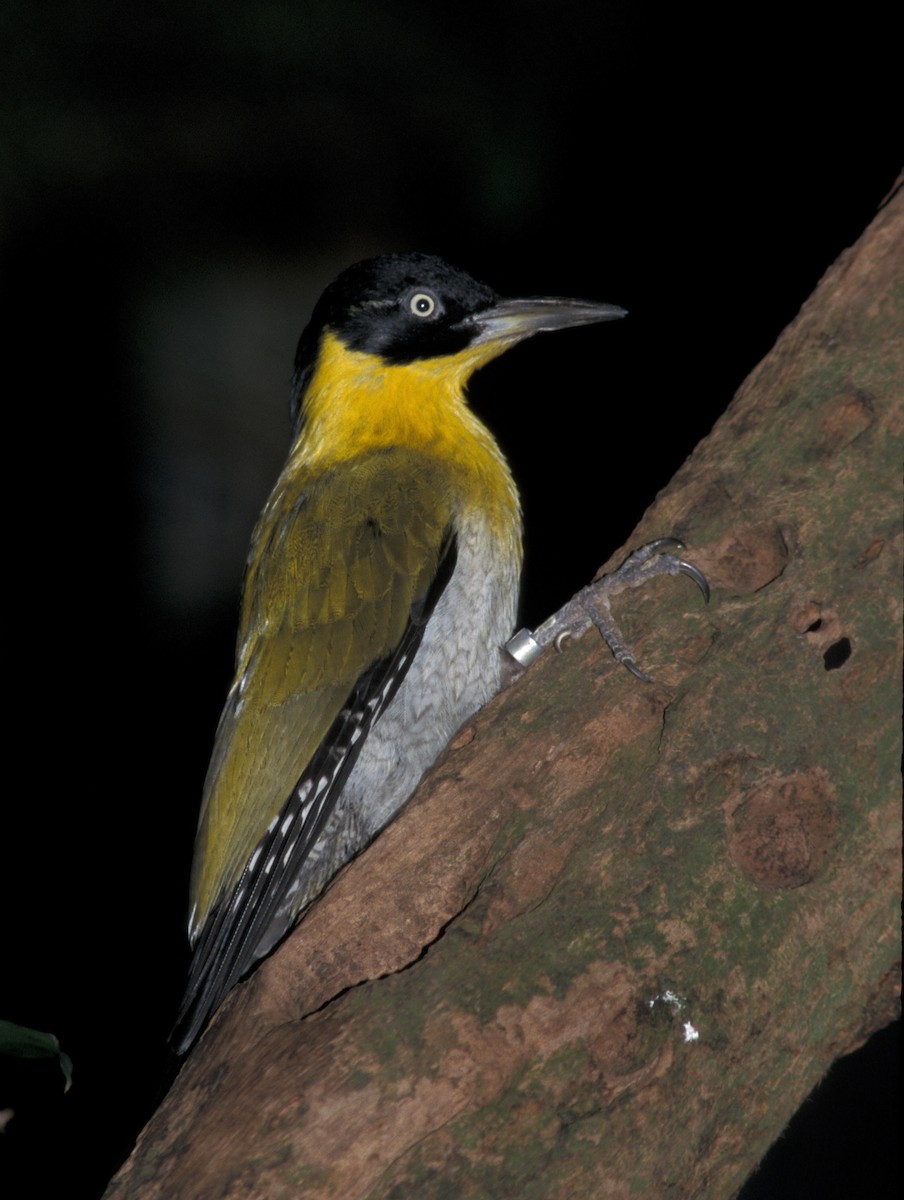 Black-headed Woodpecker - marvin hyett