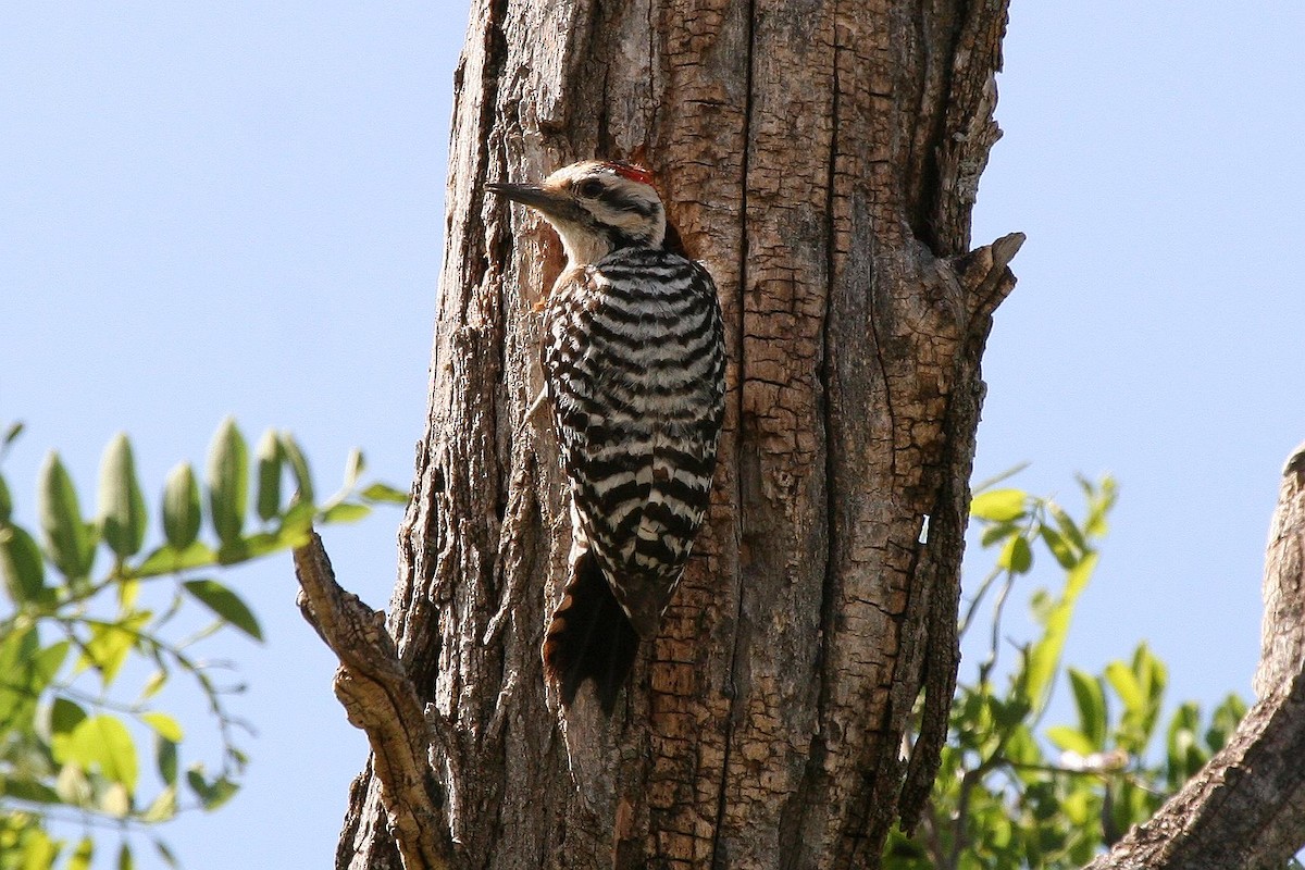 Ladder-backed Woodpecker - Jonathan Plissner