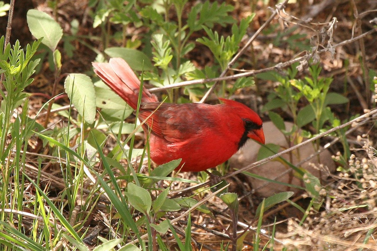 Cardinal rouge - ML70901181