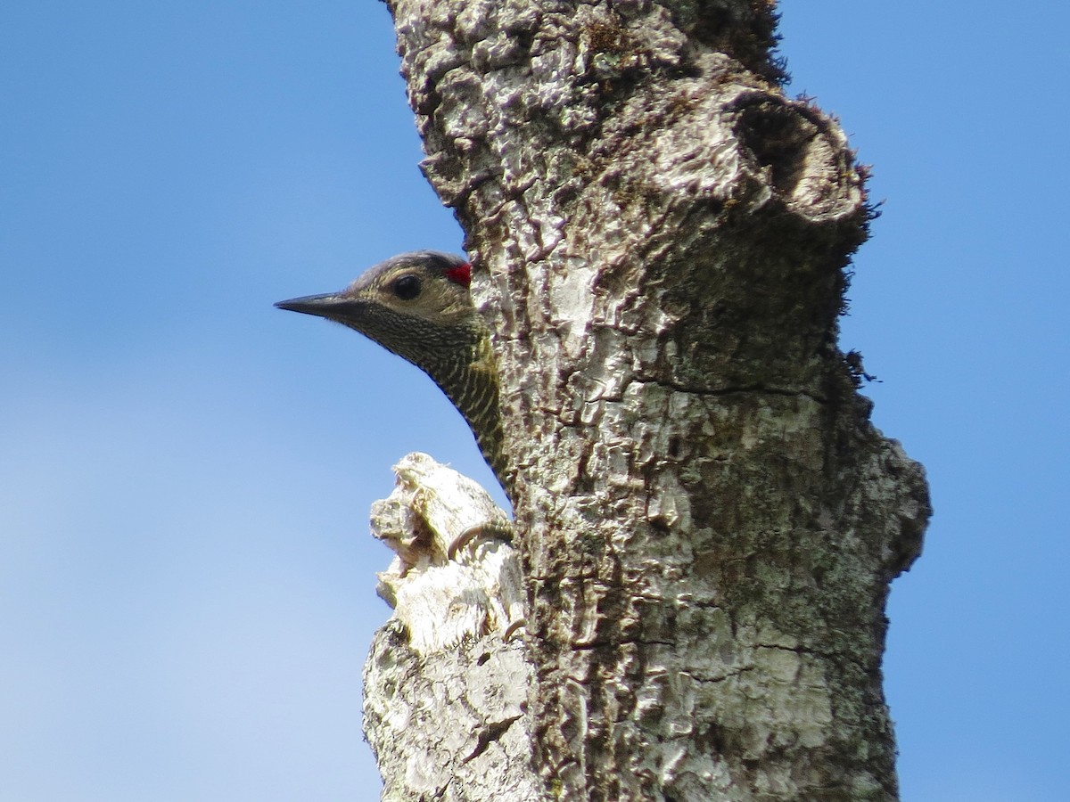 Golden-olive Woodpecker - John van Dort
