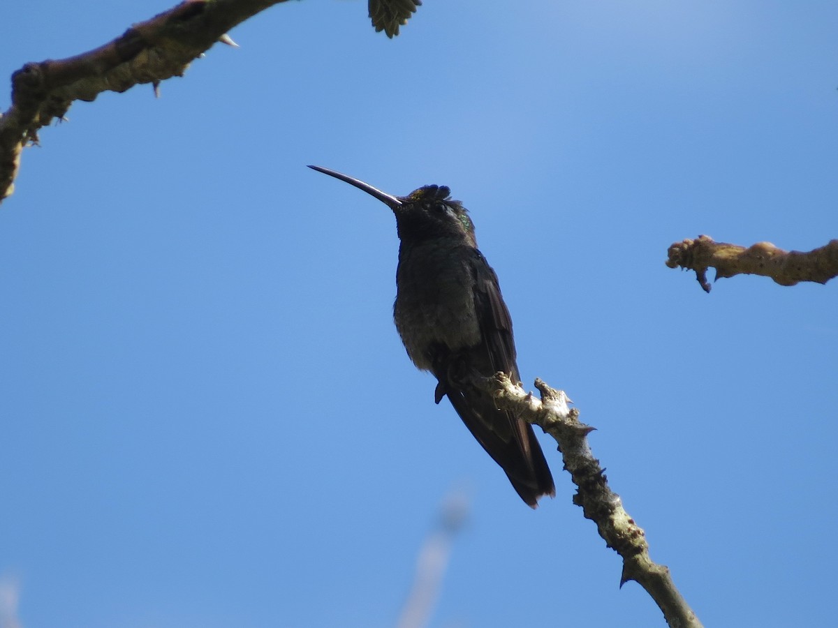 Rivoli's Hummingbird - John van Dort