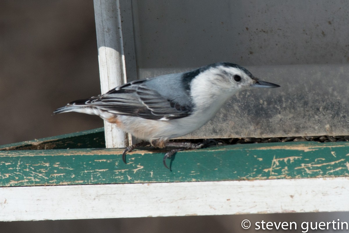White-breasted Nuthatch - ML70902991