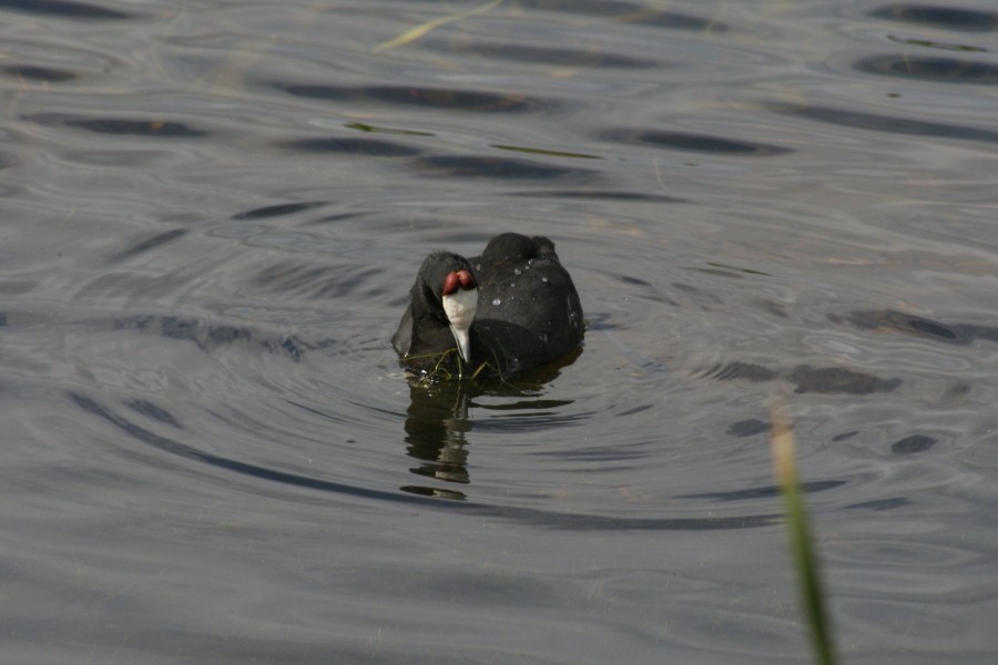 Red-knobbed Coot - ML709030