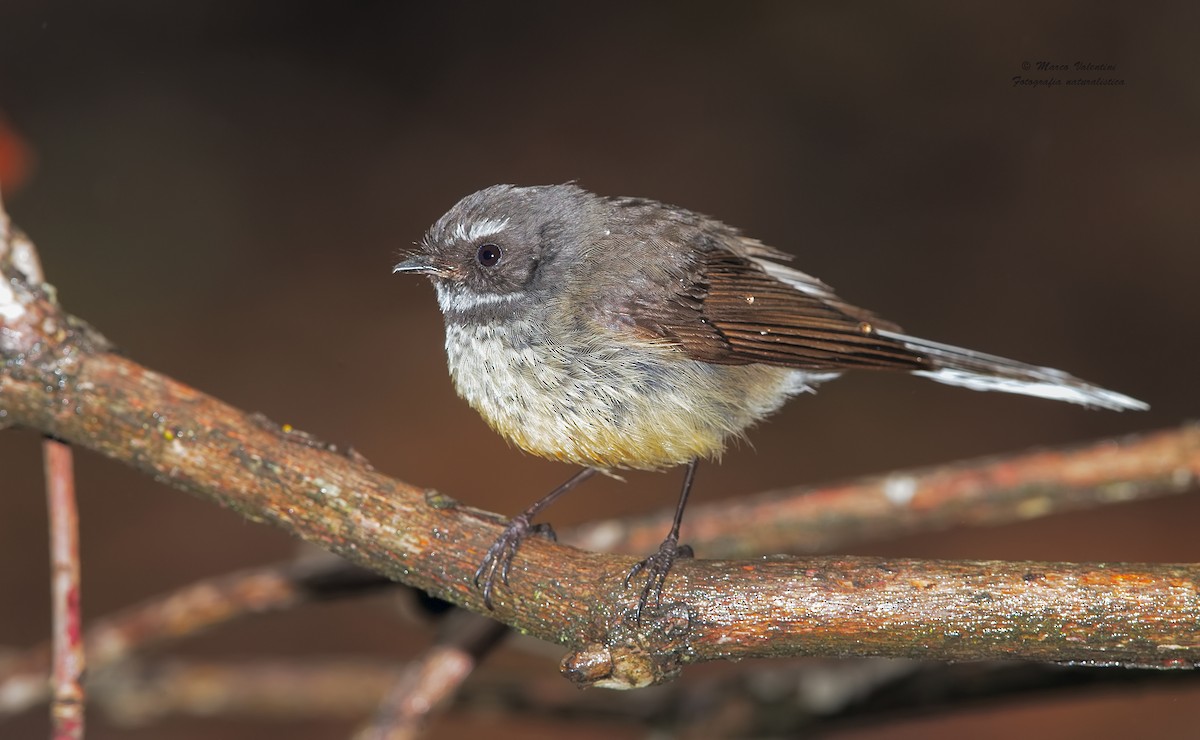 New Zealand Fantail - Marco Valentini