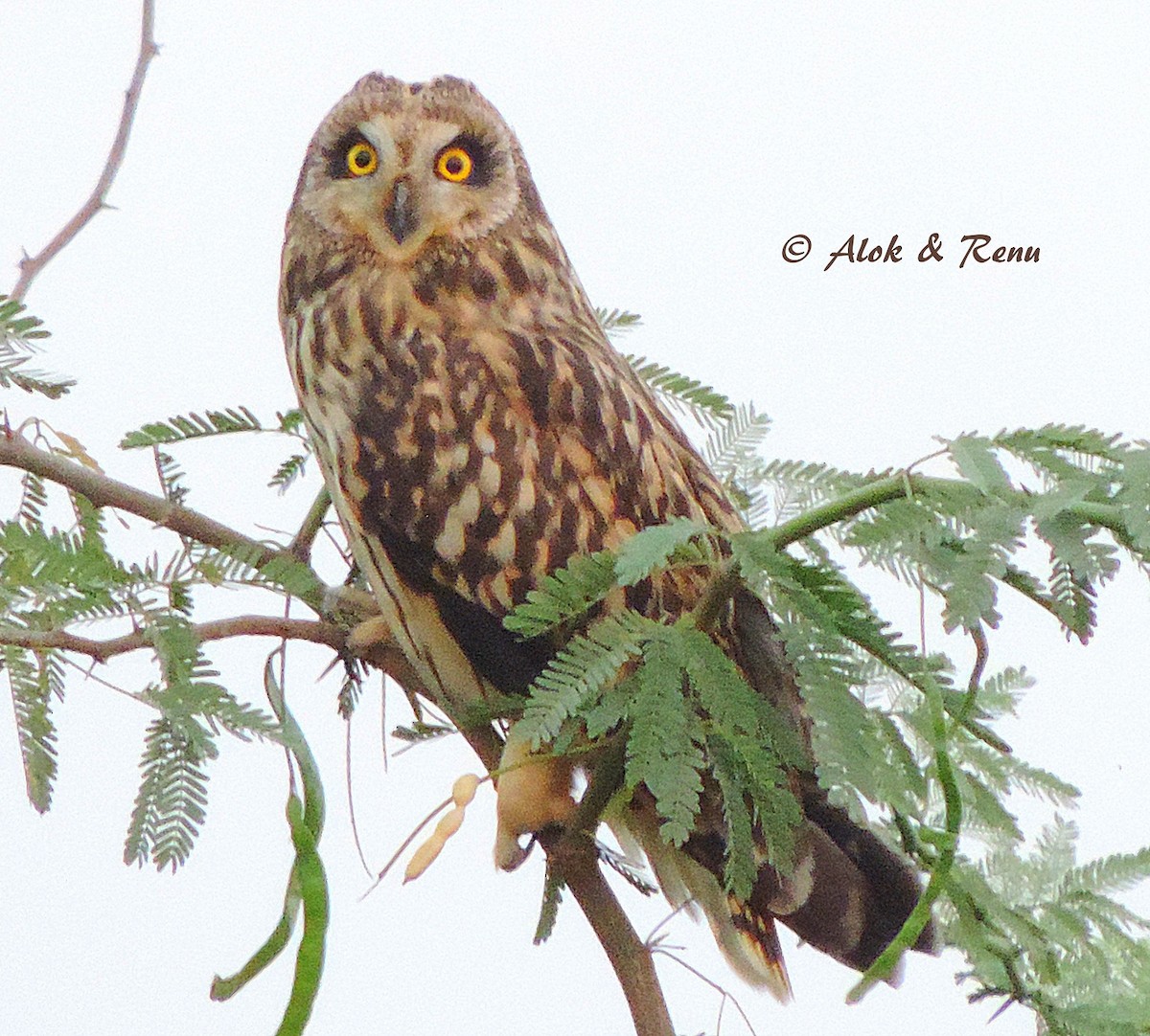 Short-eared Owl - ML709036