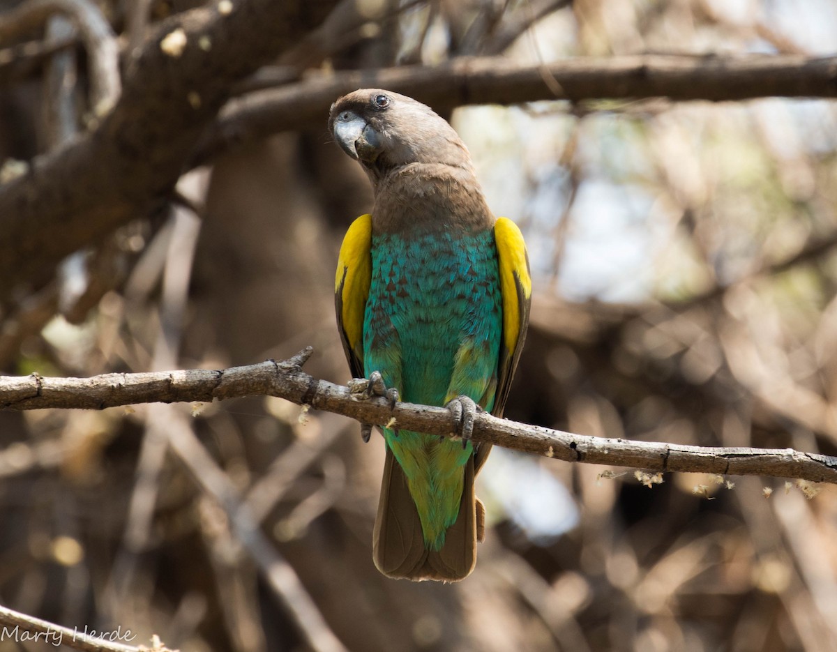 Meyer's Parrot - Marty Herde