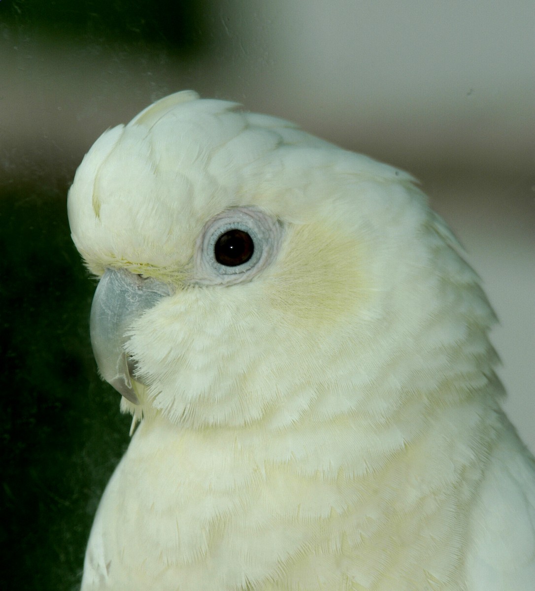 Philippine Cockatoo - marvin hyett