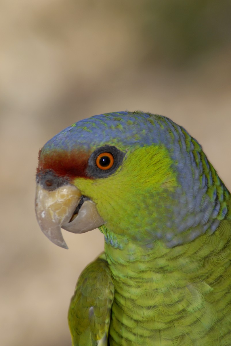 Lilac-crowned Parrot - marvin hyett