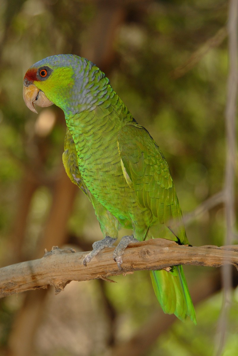 Lilac-crowned Parrot - marvin hyett