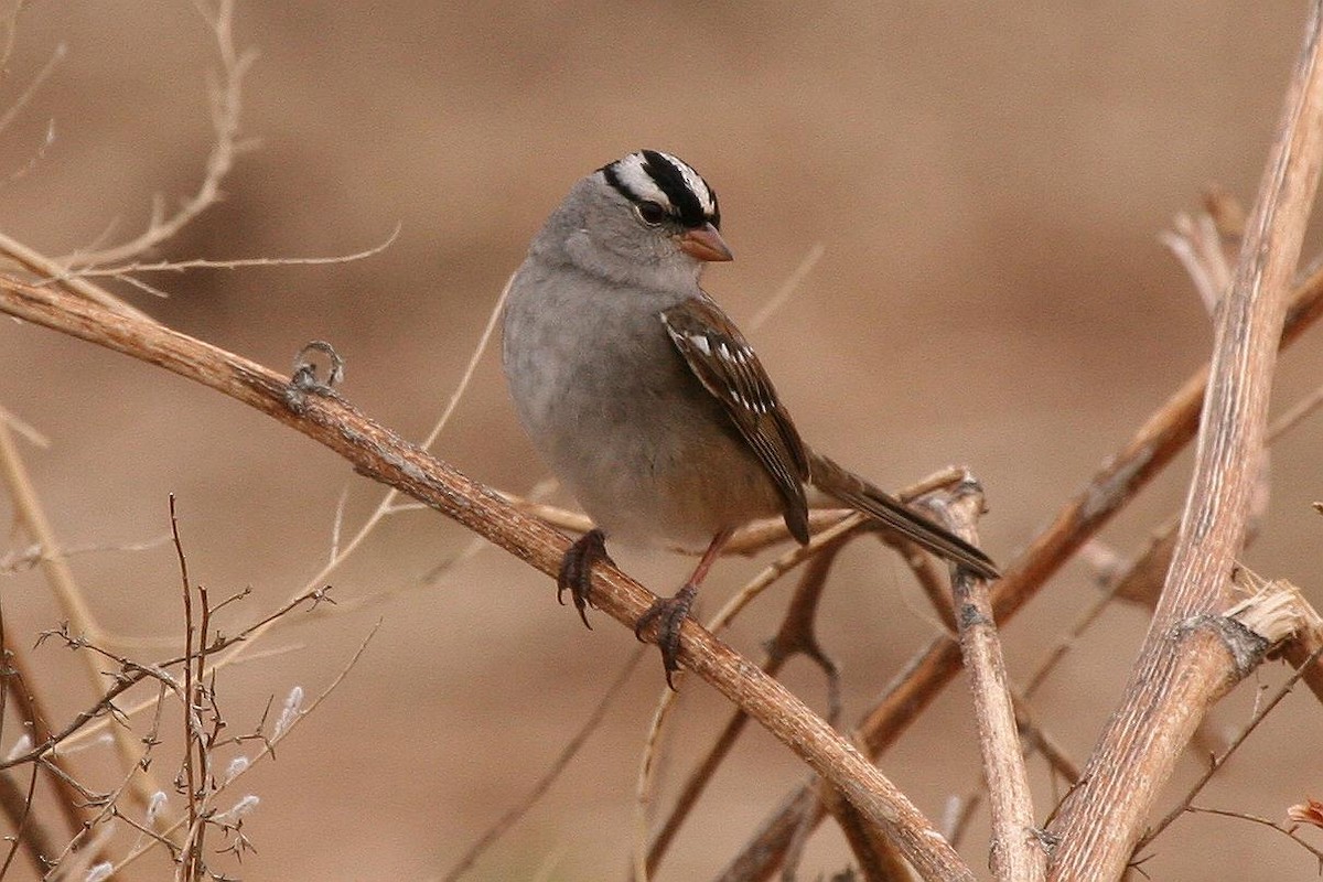 White-crowned Sparrow - ML70905221