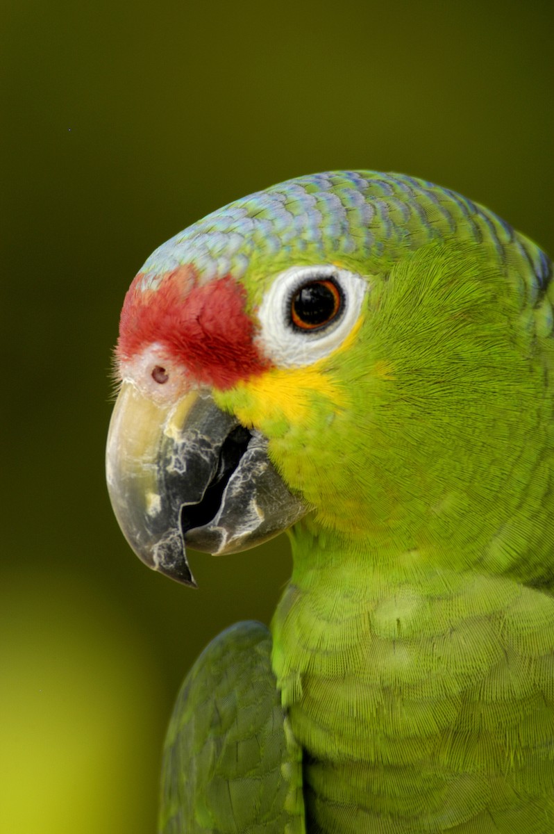 Red-lored Parrot - marvin hyett