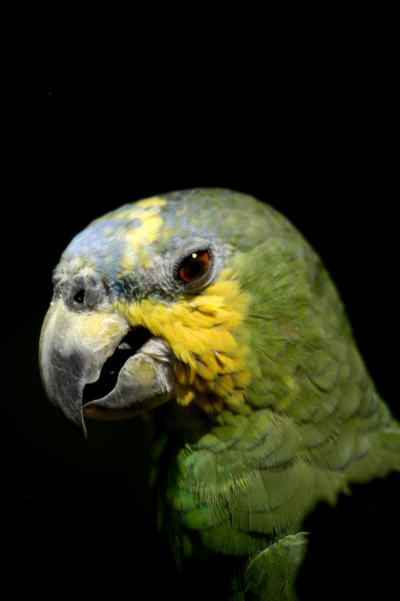 Turquoise-fronted Parrot - marvin hyett