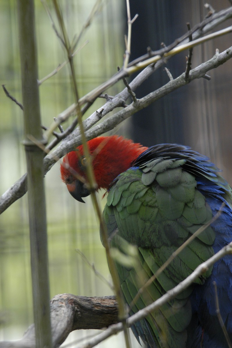 Moluccan King-Parrot - marvin hyett