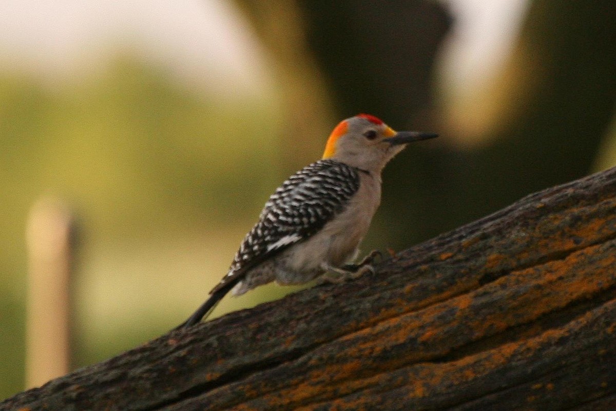 Golden-fronted Woodpecker - Jonathan Plissner