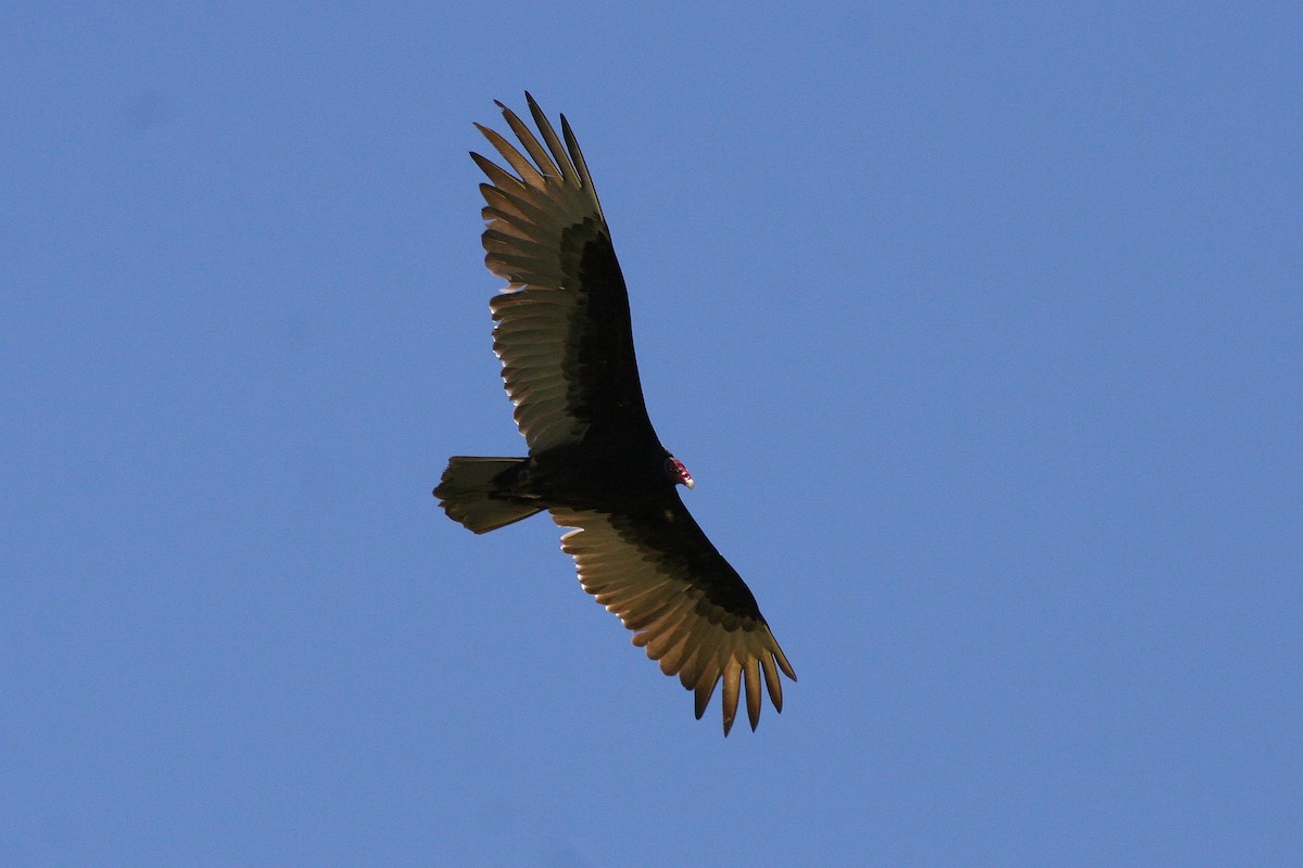 Turkey Vulture - Jonathan Plissner