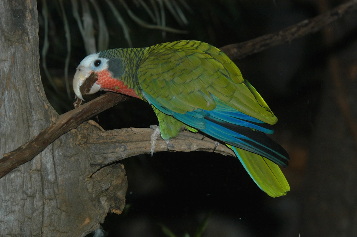 Cuban Parrot - marvin hyett