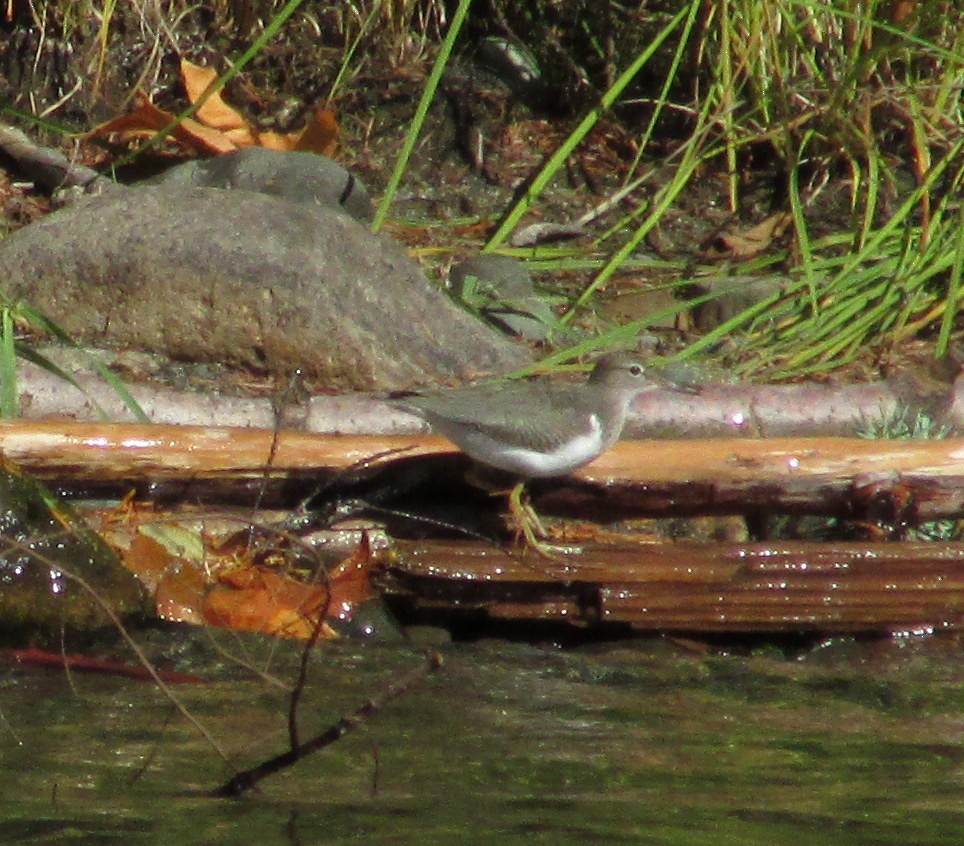 Spotted Sandpiper - Kathryn Clouston