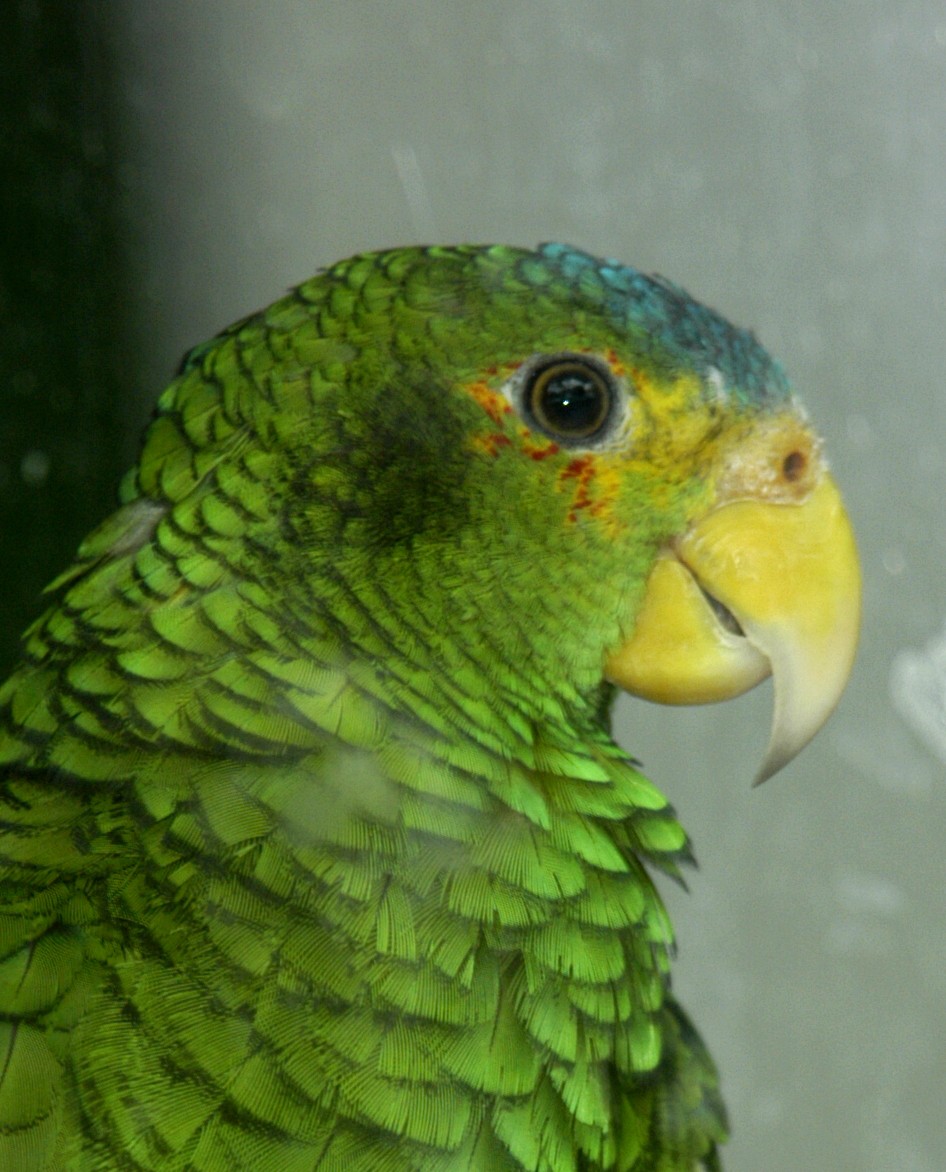 Yellow-lored Parrot - marvin hyett