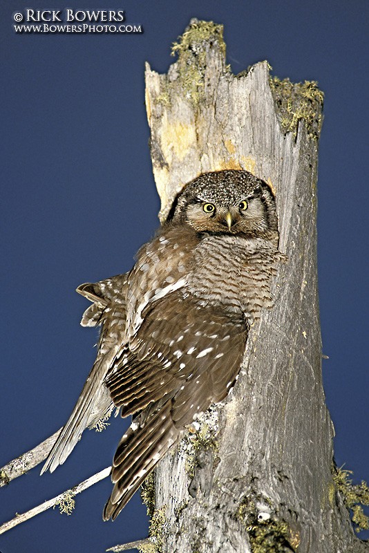 Northern Hawk Owl - Rick Bowers