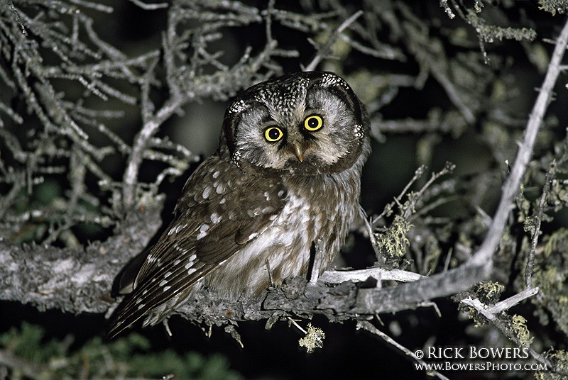 Boreal Owl - Rick Bowers