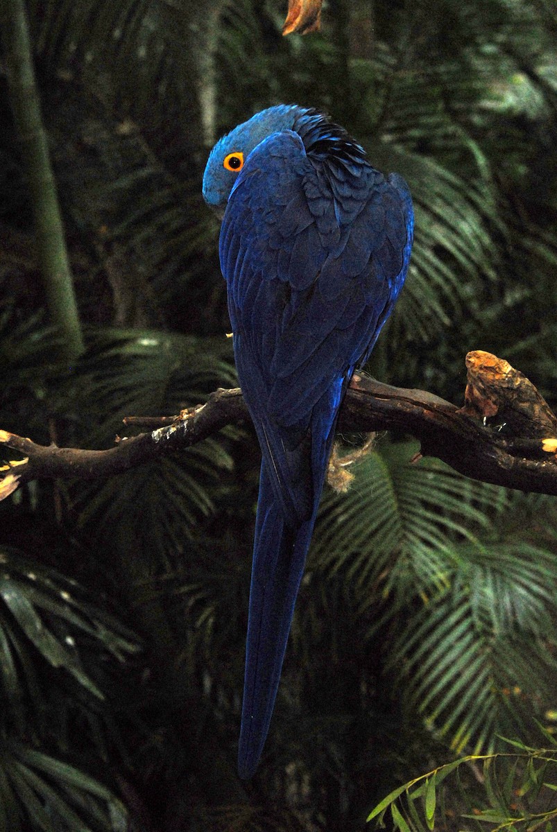 Hyacinth Macaw - marvin hyett