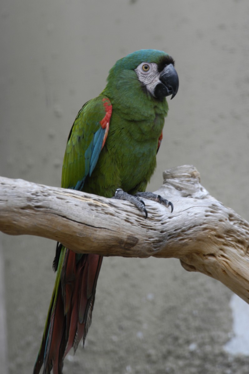 Chestnut-fronted Macaw - marvin hyett