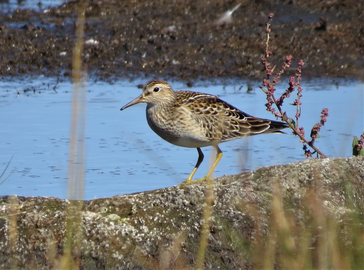 Pectoral Sandpiper - Timothy Fennell