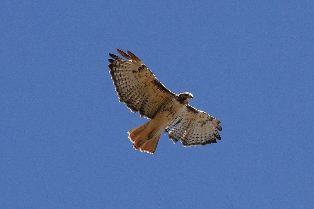 Red-tailed Hawk - Jonathan Plissner