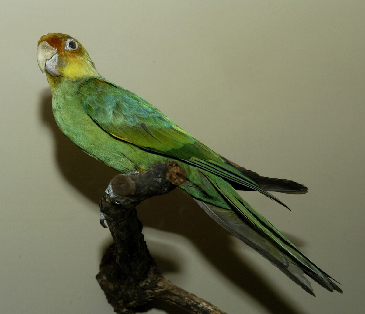 Carolina Parakeet - marvin hyett