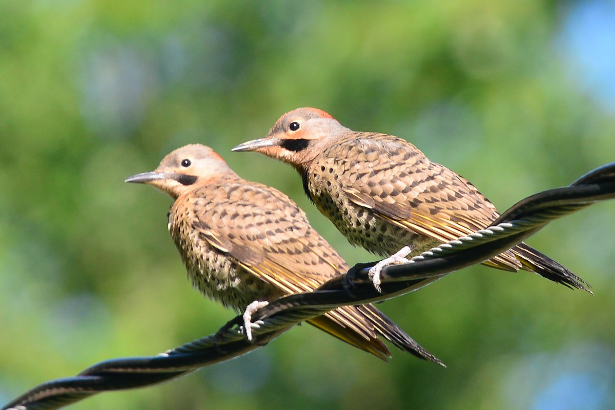 Northern Flicker (Yellow-shafted) - George Chiu