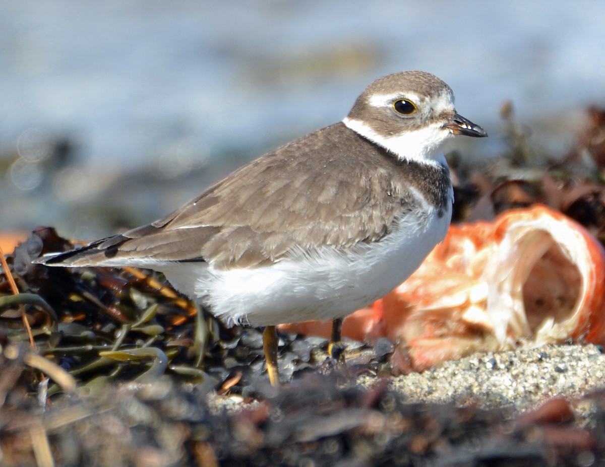 Semipalmated Plover - ML70911001