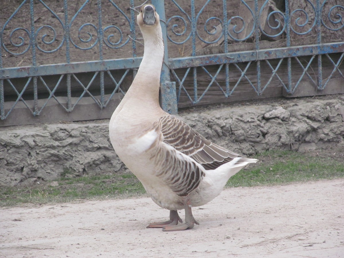 Swan Goose (Domestic type) - Ruslan Mazuryk